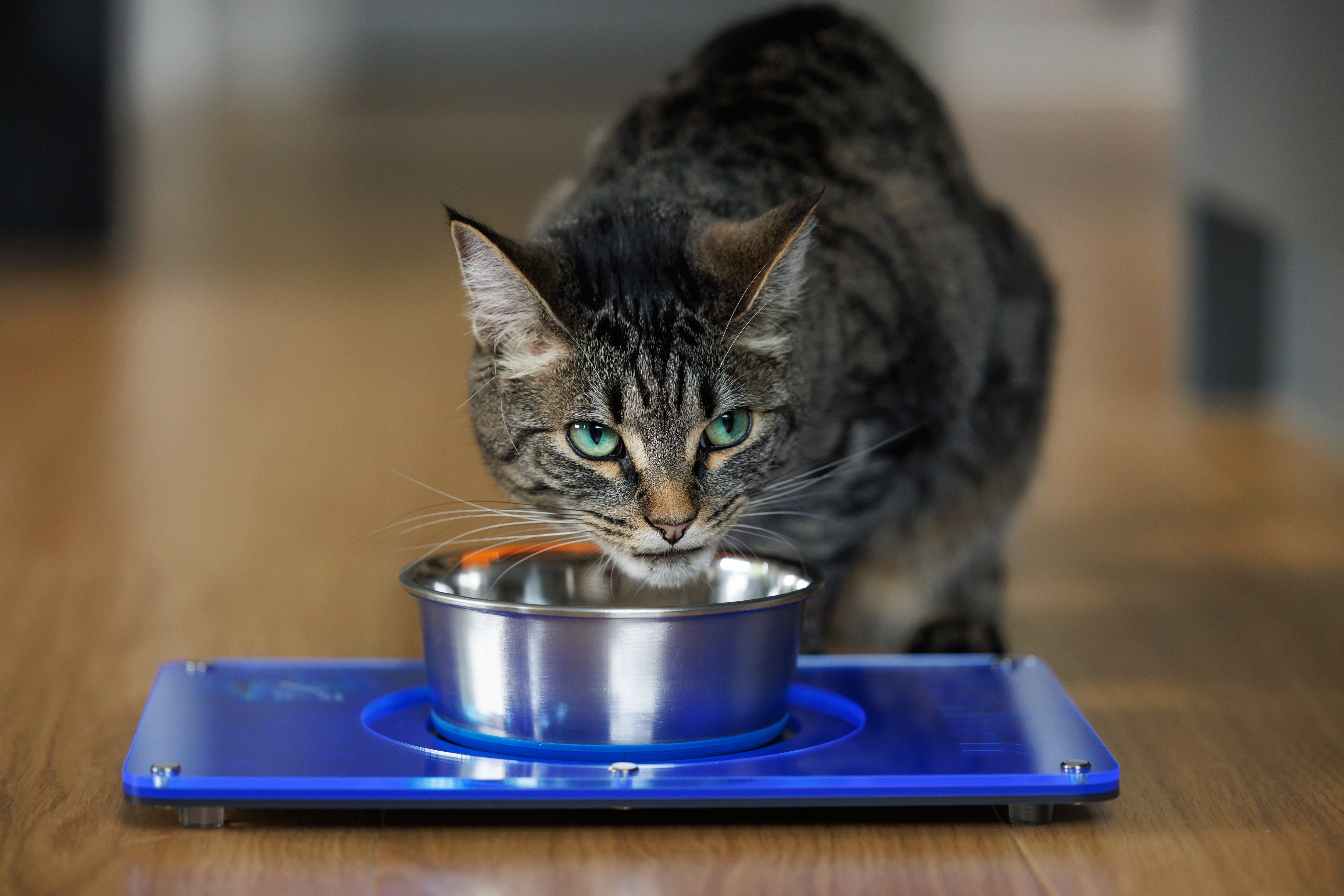 Personalised Cat Feeding Mats Led & Collared NZ
